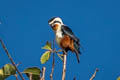 Collared Falconet Microhierax caerulescens burmanicus