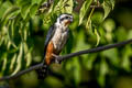 Collared Falconet Microhierax caerulescens burmanicus