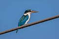 Collared Kingfisher Todiramphus chloris humii