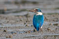 Collared Kingfisher Todiramphus chloris armstrongi