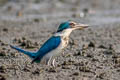 Collared Kingfisher Todiramphus chloris armstrongi