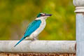 Collared Kingfisher Todiramphus chloris armstrongi