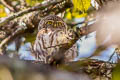 Collared Owlet Taenioptynx brodiei brodiei