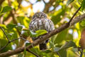 Collared Owlet Taenioptynx brodiei brodiei