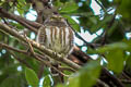 Collared Owlet Taenioptynx brodiei brodiei