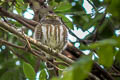 Collared Owlet Taenioptynx brodiei brodiei
