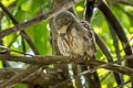 Collared Owlet Taenioptynx brodiei brodiei