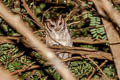 Collared Scops Owl Otus lettia lettia