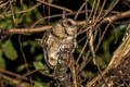 Collared Scops Owl Otus lettia lettia