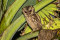 Collared Scops Owl Otus lettia lettia