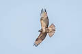 Common Buzaard Buteo bureo vulpinus (Steppe Buzzard)