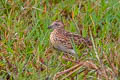 Common Buttoonquail Turnix sylvaticus davidi (Little Buttonquail)