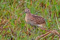 Common Buttoonquail Turnix sylvaticus davidi (Little Buttonquail)