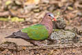 Common Emerald Dove Chalcophaps indica indica