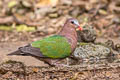 Common Emerald Dove