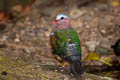 Common Emerald Dove Chalcophaps indica indica