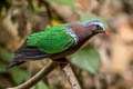 Common Emerald Dove Chalcophaps indica indica
