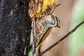 Common Flameback Dinopium javanense intermedium