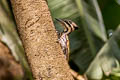 Common Flameback Dinopium javanense intermedium