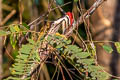 Common Flameback Dinopium javanense intermedium