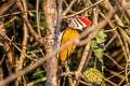 Common Flameback Dinopium javanense intermedium