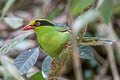 Common Green Magpie Cissa chinensis chinensis