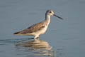 Common Greenshank Tringa nebularia