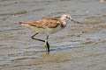 Common Greenshank Tringa nebularia