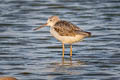 Common Greenshank Tringa nebularia