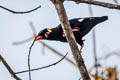 Common Hill Myna Gracula religiosa intermedia