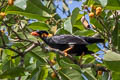 Common Hill Myna Gracula religiosa intermedia