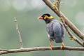 Common Hill Myna Gracula religiosa intermedia