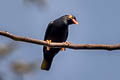 Common Hill Myna Gracula religiosa intermedia