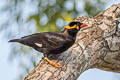 Common Hill Myna Gracula religiosa intermedia