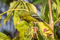 Common Iora Aegithina tiphia philipi