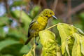 Common Iora Aegithina tiphia philipi