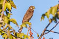 Common Kestrel Falco tinnunculus