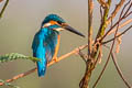 Common Kingfisher Alcedo atthis bengalensis