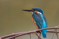 Common Kingfisher Alcedo atthis bengalensis