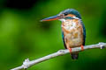 Common Kingfisher Alcedo atthis bengalensis