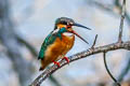 Common Kingfisher Alcedo atthis bengalensis