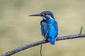 Common Kingfisher Alcedo atthis bengalensis