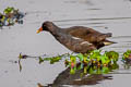 Common Moorhen Gallinula chloropus chloropus