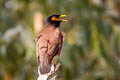 Common Myna Acridotheres tristis tristis