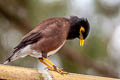 Common Myna Acridotheres tristis tristis