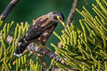 Common Myna Acridotheres tristis tristis