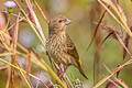 Common Rosefinch Carpodacus erythrinus erythrinus 