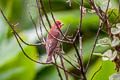 Common Rosefinch Carpodacus erythrinus erythrinus 