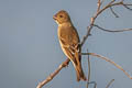 Common Rosefinch Carpodacus erythrinus erythrinus 