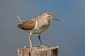 Common Sandpiper Actitis hypoleucos